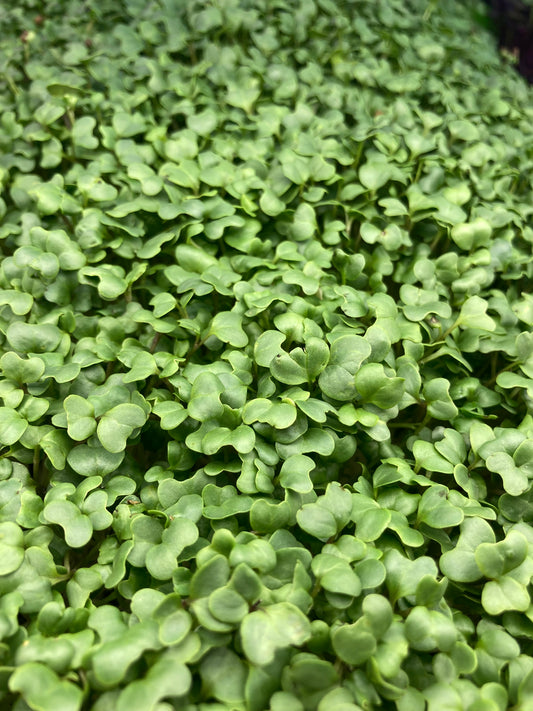 Broccoli Microgreens