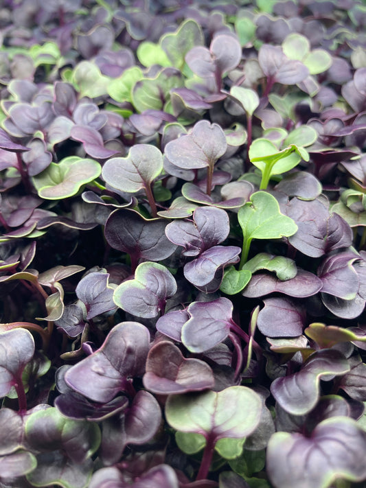 Rambo Radish Microgreens