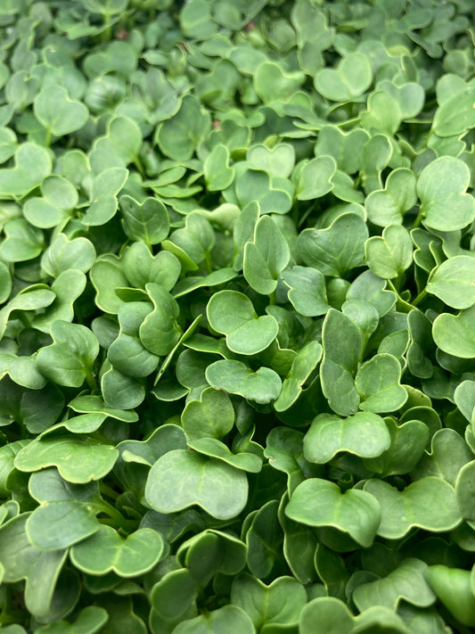 Daikon Radish Microgreens