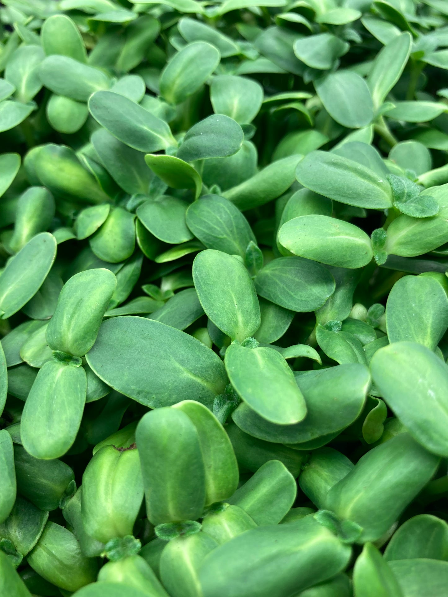 Sunflower Microgreens