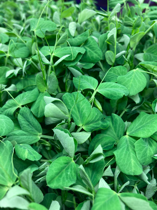 Speckled Pea Microgreens